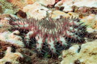 Acanthaster solaris (Crown-of-Thorns Star)