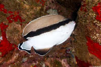 Apolemichthys arcuatus (Bandit Angelfish)