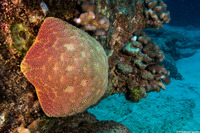 Culcita novaeguineae (Cushion Star)