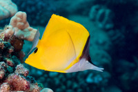 Forcipiger flavissimus (Common Longnose Butterflyfish)