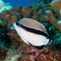 Apolemichthys arcuatus (Bandit Angelfish)