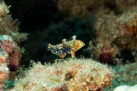 Macropharyngodon geoffroy (Shortnose Wrasse)