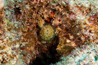 Lobactis scutaria (Oval Mushroom Coral)