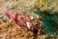 Dardanus sanguinocarpus (Bloody Hermit Crab)