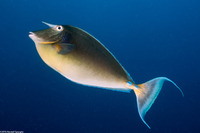 Naso unicornis (Bluespine Unicornfish)