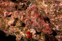 Scorpaenopsis cacopsis (Titan Scorpionfish)