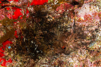 Lytocarpia nigra (Black Hydroid)