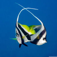 Heniochus diphreutes (Schooling Bannerfish)