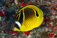 Chaetodon lunula (Raccoon Butterflyfish)
