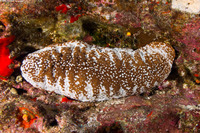 Actinopyga mauritiana (White-Spotted Sea Cucumber)