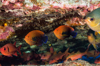 Centropyge potteri (Potter's Angelfish)