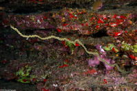 Cirrhipathes anguina (Common Wire Coral)