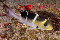 Monotaxis grandoculis (Humpnose Bigeye Bream)