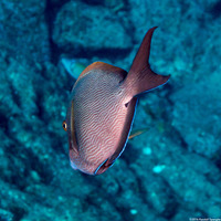 Acanthurus nigroris (Bluelined Surgeonfish)