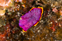 Pseudoceros ferrugineus (Fuchsia Flatworm)
