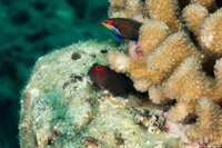 Cirripectes vanderbilti (Scarface Blenny)