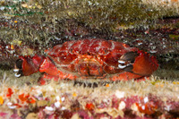 Etisus splendidus (Splendid Red Spooner Crab)