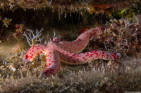 Linckia multifora (Multipore Sea Star)