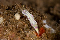 Ceratosoma sp.1 (Ceratosoma sp.1)