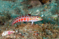 Parapercis schauinslandii (Redspotted Sandperch)