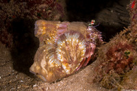 Calliactus polypus (Hermit Crab Anemone)