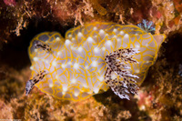Halgerda terramtuentis (Gold Lace Nudibranch)