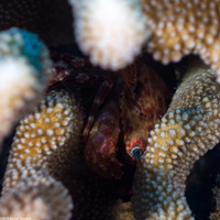 Charybdis hawaiensis (Hawaiian Swimming Crab)