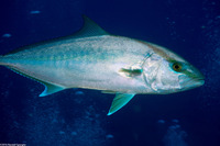 Seriola dumerili (Greater Amberjack)