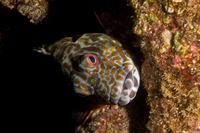 Cirrhitus pinnulatus (Stocky Hawkfish)