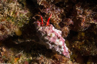 Calcinus laurentae (Laurent's Hermit Crab)