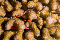 Trapezia intermedia (Common Guard Crab)