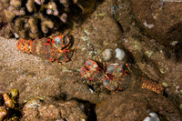 Arctides regalis (Regal Slipper Lobster)