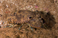 Parribacus antarcticus (Sculptured Slipper Lobster)