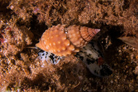 Nassarius papillosus (Pimpled Basket)