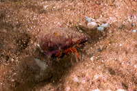 Ciliopagurus strigatus (Cone Shell Hermit Crab)
