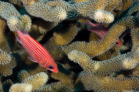 Sargocentron xantherythrum (Hawaiian Squirrelfish)