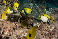 Chaetodon miliaris (Milletseed Butterflyfish)
