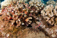 Panulirus marginatus (Banded Spiny Lobster)