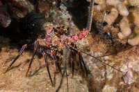 Panulirus marginatus (Banded Spiny Lobster)