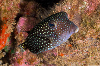 Ostracion meleagris (Spotted Boxfish)