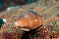 Lyncina sulcidentata (Groove-Tooth Cowry)