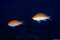 Pseudanthias bicolor (Bicolor Anthias)