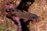 Pristiapogon kallopterus (Iridescent Cardinalfish)