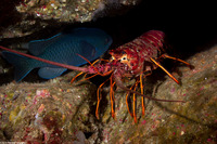 Panulirus interruptus (California Spiny Lobster)