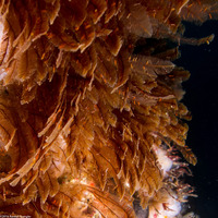 Aglaophenia struthionides (Ostrich-Plume Hydroid)
