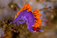 Flabellinopsis iodinea (Spanish Shawl)
