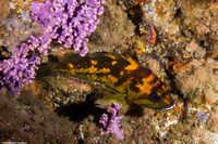 Sebastes chrysomelas (Black-and-Yellow Rockfish)