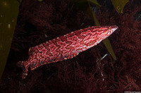 Heterostichus rostratus (Giant Kelpfish)