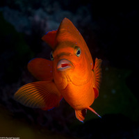 Hypsypops rubicundus (Garibaldi)