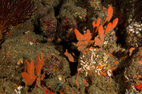 Clathria parthena (Clathria parthena)